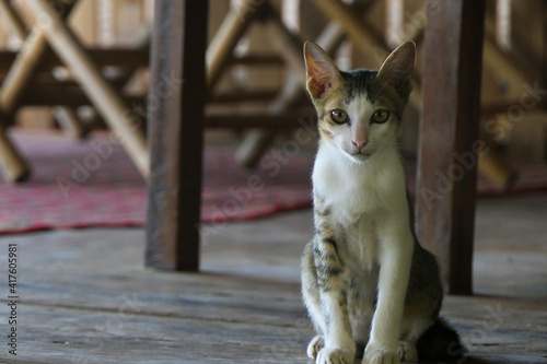 A cat on the porch, Kampot, Cambodia