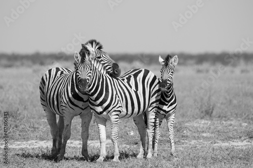 Zebras in Namibia Schwarz wei  