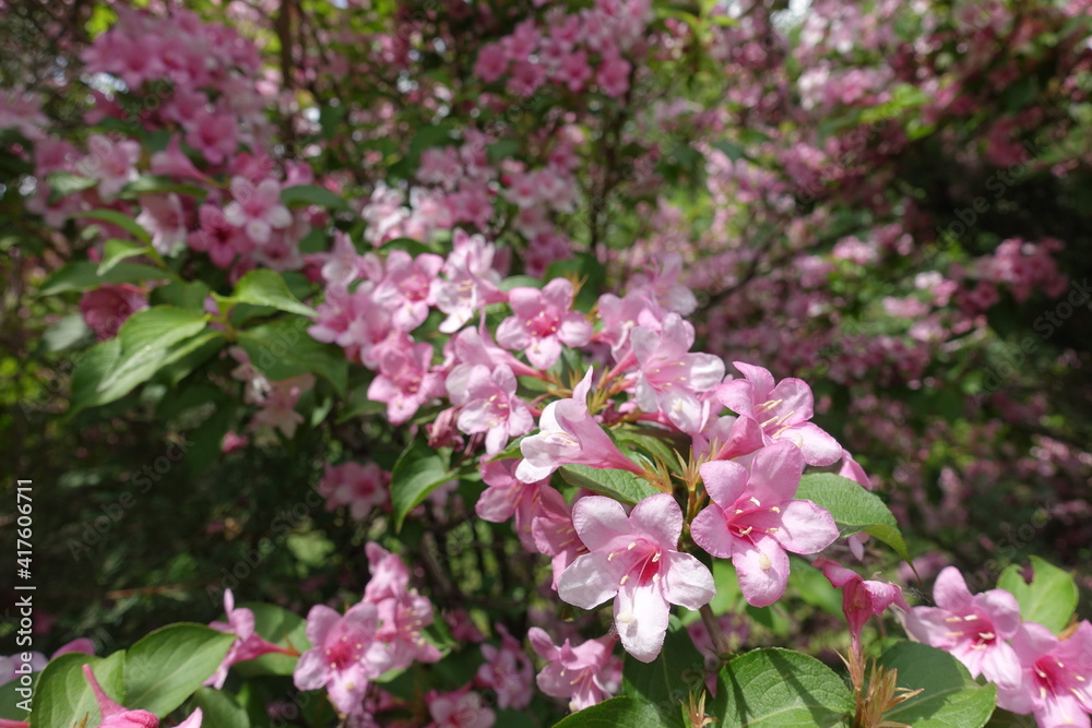 Whole lot of pink flowers of Weigela florida in May Whole lot of pink flowers of Weigela florida in May