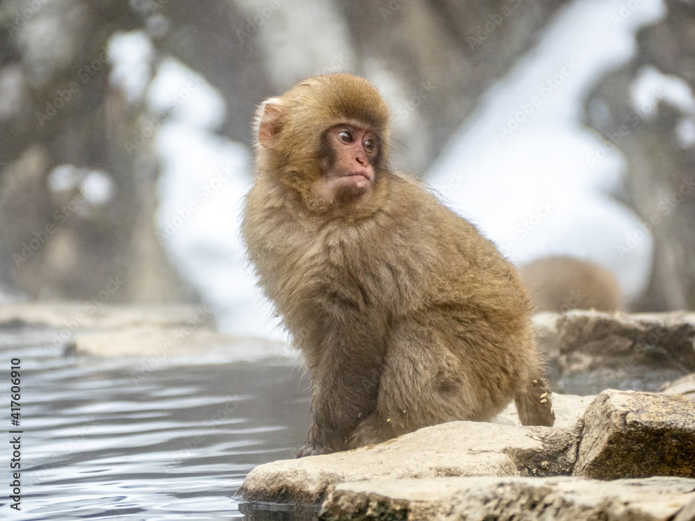 Japanese snow monkey sitting beside hot spring 20