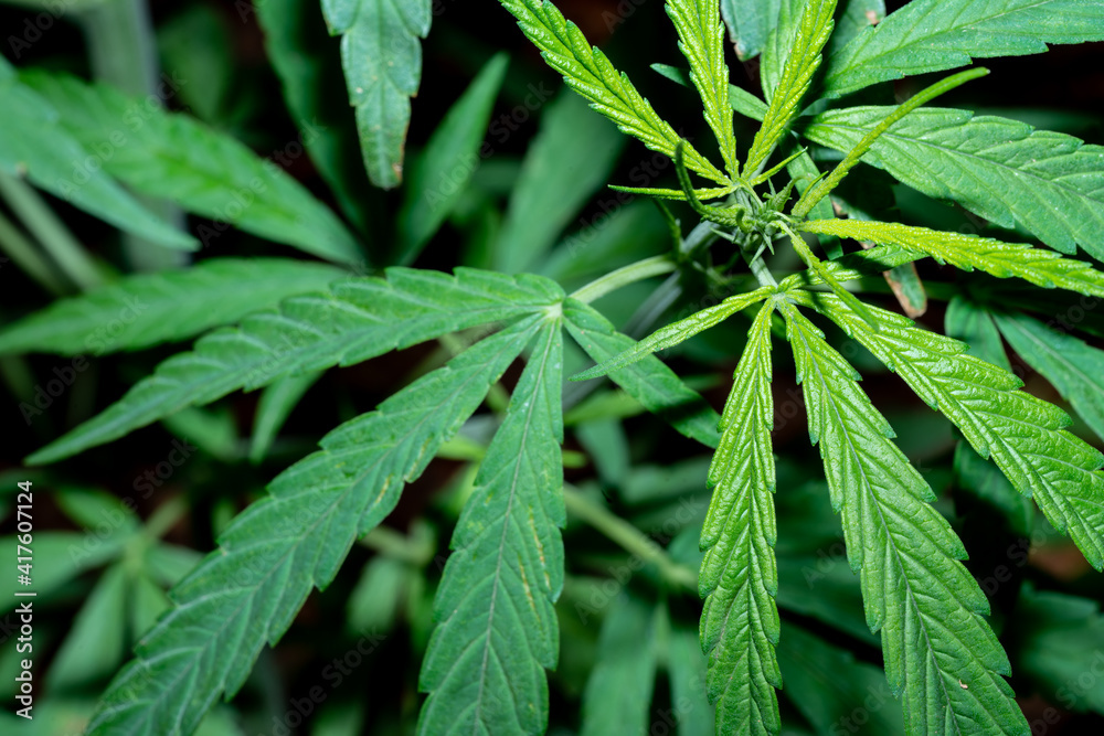 Cannabidaceae Cannabidaceae
