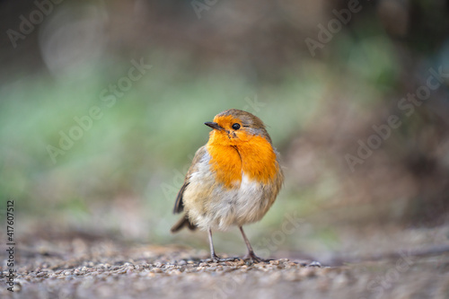 Small bright coloured cute robin redbreast wild small bird standing in countryside and out of focus trees green background with shallow depth of field