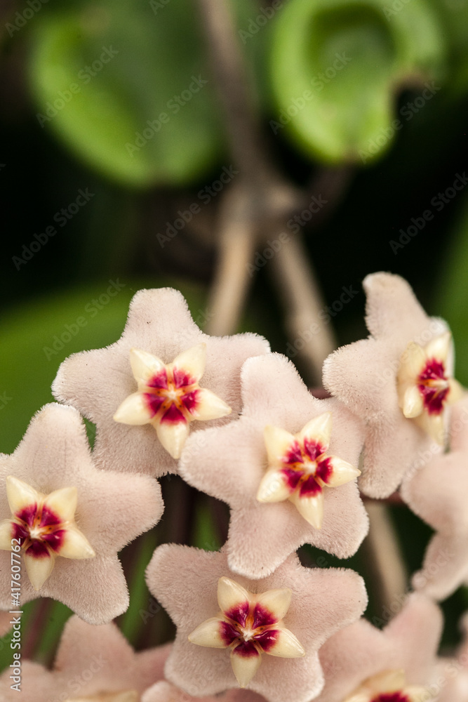 Obraz premium Flor de cera