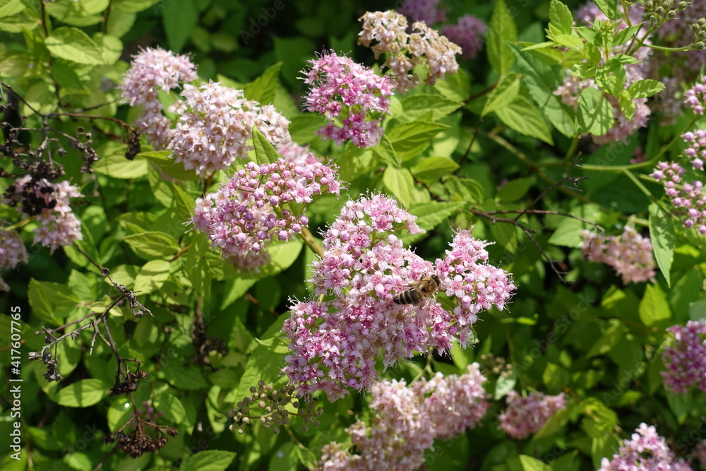 Pale pink flowers of Japanese meadowsweet in June Pale pink flowers of Japanese meadowsweet in June