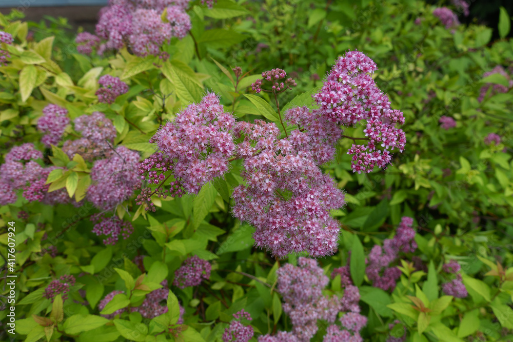 Pink flowers in the leafage of Japanese meadowsweet in June Pink flowers in the leafage of Japanese meadowsweet in June
