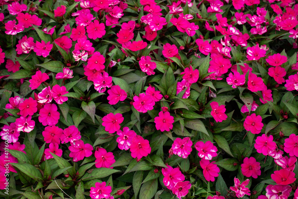 Flowering garden of pink impatiens
