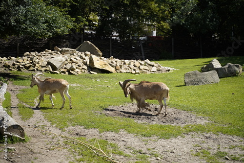 Fototapeta Naklejka Na Ścianę i Meble -  zwierzę zoo
