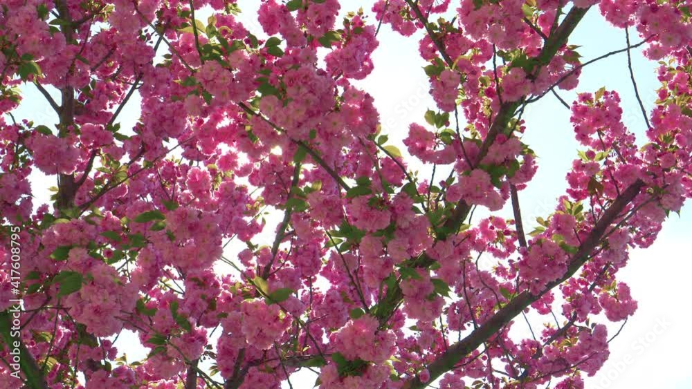 CLOSE UP, LENS FLARE, DOF: Bright spring sun shines on the pink blossoming canopy of a cherry tree at a beautiful orchard. Gorgeous pink hued flowers of a budding tree open up on a sunny day in spring CLOSE UP, LENS FLARE, DOF: Bright spring sun shines on the pink blossoming canopy of a cherry tree at a beautiful orchard. Gorgeous pink hued flowers of a budding tree open up on a sunny day in spring