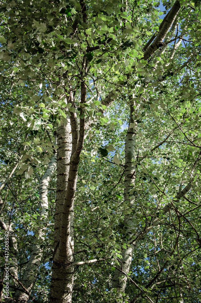 Fototapeta premium Green leaves of silver poplar spring background
