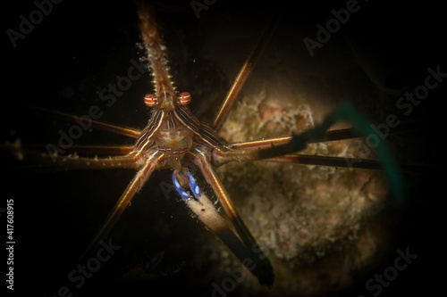 Yellowline Arrow Crab (Stenorhyncus seticornis) on the reef off the island of Sint Maarten, Dutch Caribbean photo