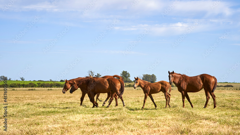 Wild horse walking in grassy field during morning