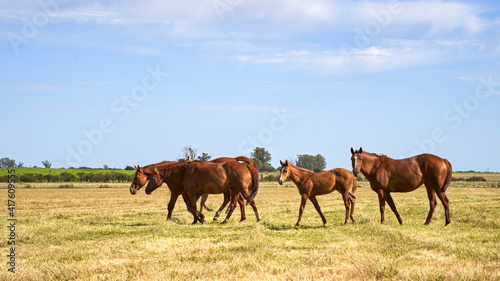Wild horse walking in grassy field during morning