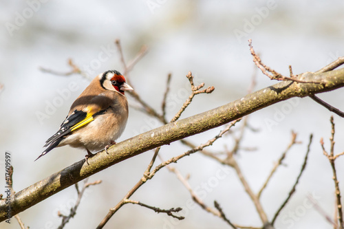 Goldfinch, adult, perched on a branch