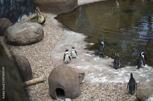 zwierzę zoo