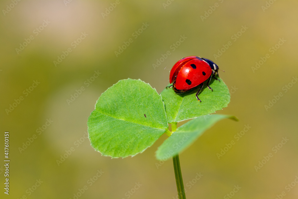spring messenger, ladybug on flowering branch spring messenger, ladybug on flowering branch