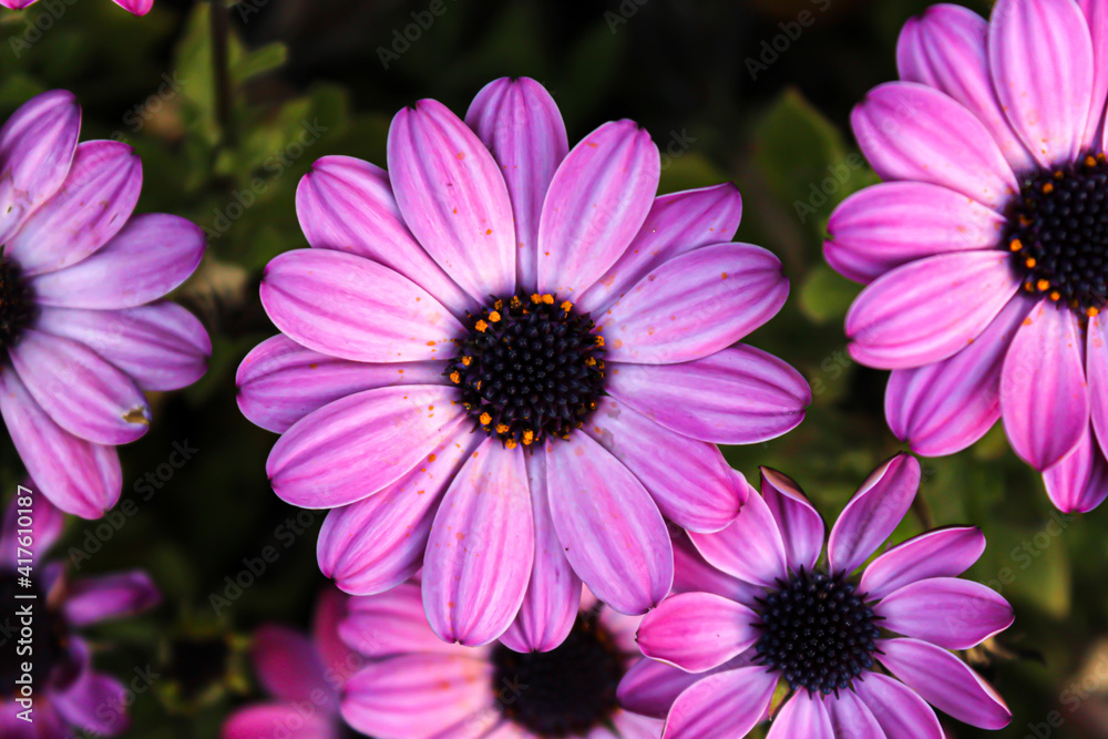 lovely violet purple chrysanthemum lovely violet purple chrysanthemum