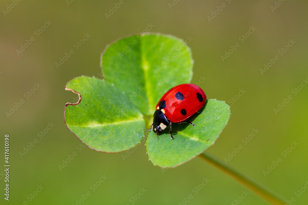 spring messenger, ladybug on flowering branch spring messenger, ladybug on flowering branch