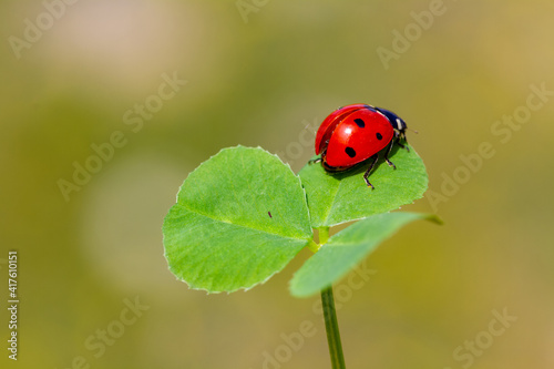 spring messenger, ladybug on flowering branch © mehmetkrc