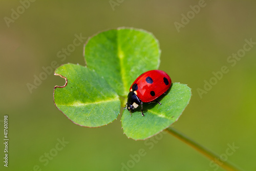 spring messenger, ladybug on flowering branch © mehmetkrc