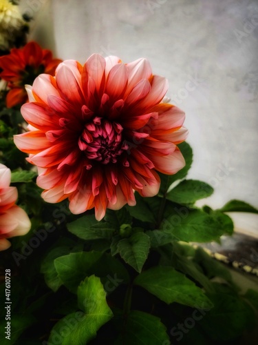 red dahlia flower