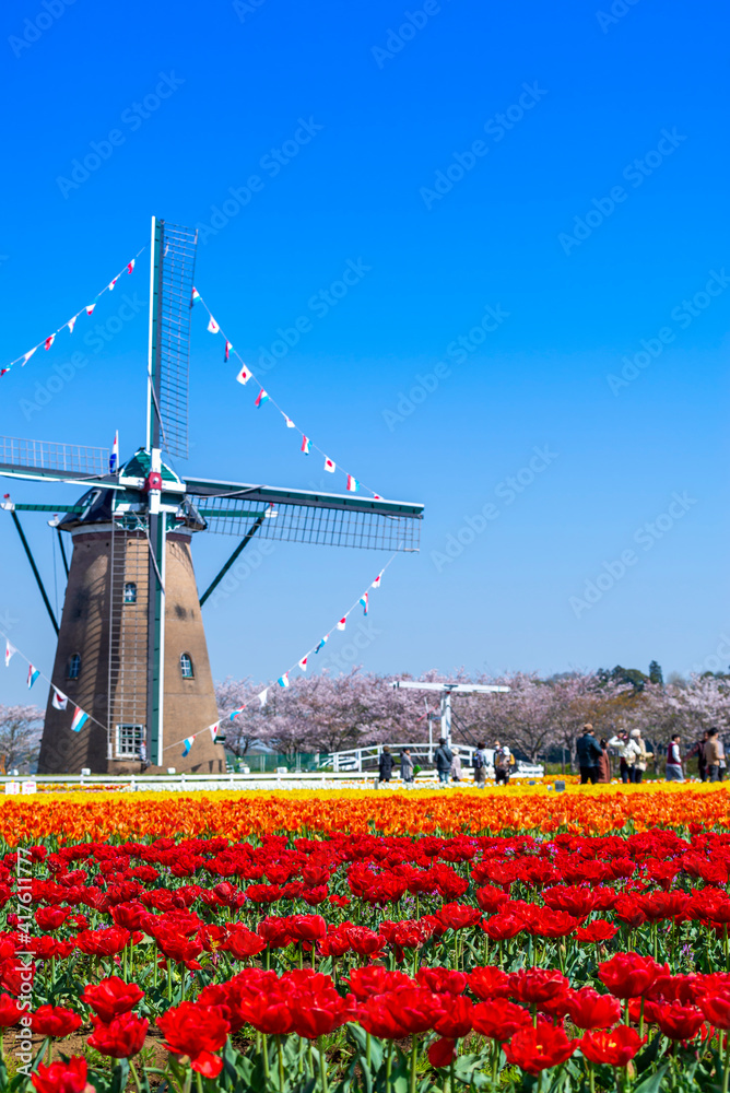 Chiba, Japan, April 14, 2018: Tourists visit colorful tulip fields, Cherry blossom tree and Netherlands windmill background, Sakura city, Chiba, Japan