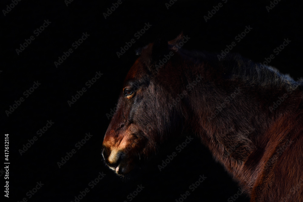 Fototapeta premium A dark brown horse's head with a neck and mane, against a dark background