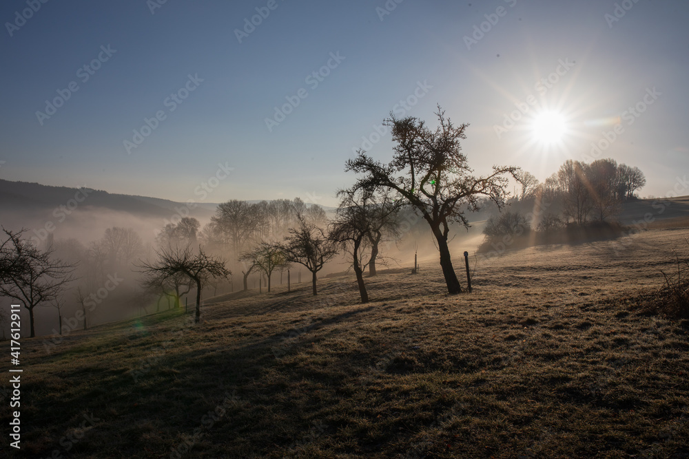 Sun shines through trees and fog, early spring, field with apple trees.
