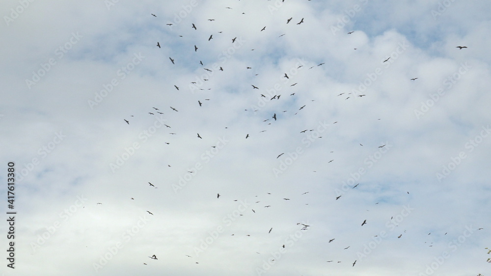 A large flock of eagles are flying against the backdrop of clouds. A large flock of eagles are flying against the backdrop of clouds.