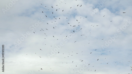 A large flock of eagles are flying against the backdrop of clouds. photo