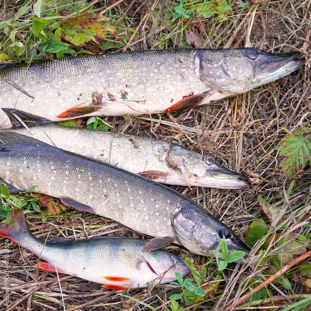 A few Pike on the dry grass