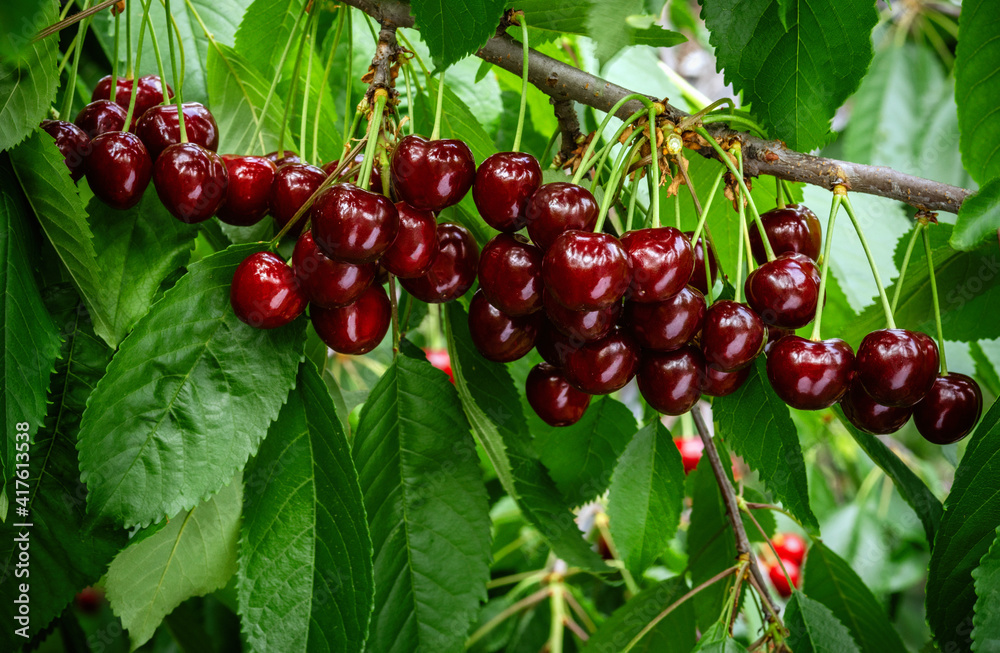 Obraz premium Great harvest of ripe red cherries on a tree branch. Selective focus.