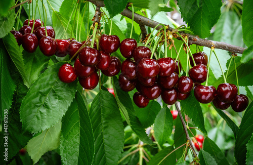 Great harvest of ripe red cherries on a tree branch. Selective focus.