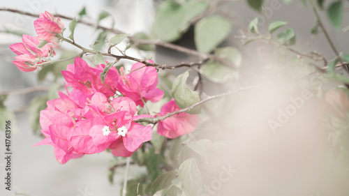 Defocused bougainvillea flower on blurred background in garden with copy space  natural bokeh with daylight  concept  relaxing color and fresh atmosphere  photo for relax background or natural banner
