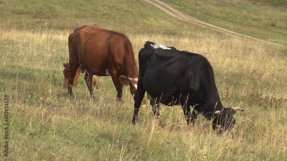 Cows graze on the green hills in the mountains.