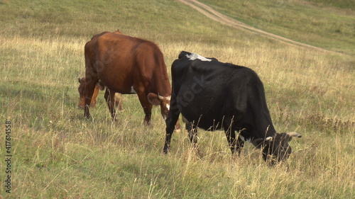 Fototapeta Naklejka Na Ścianę i Meble -  Cows graze on the green hills in the mountains.
