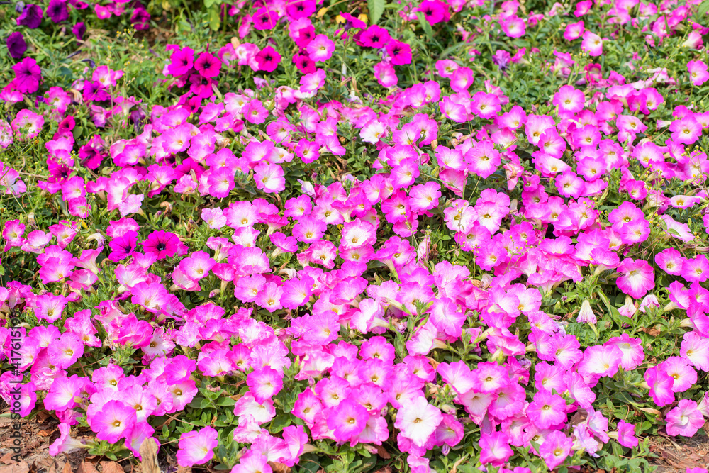 Pink petunia in garden, beautiful flower