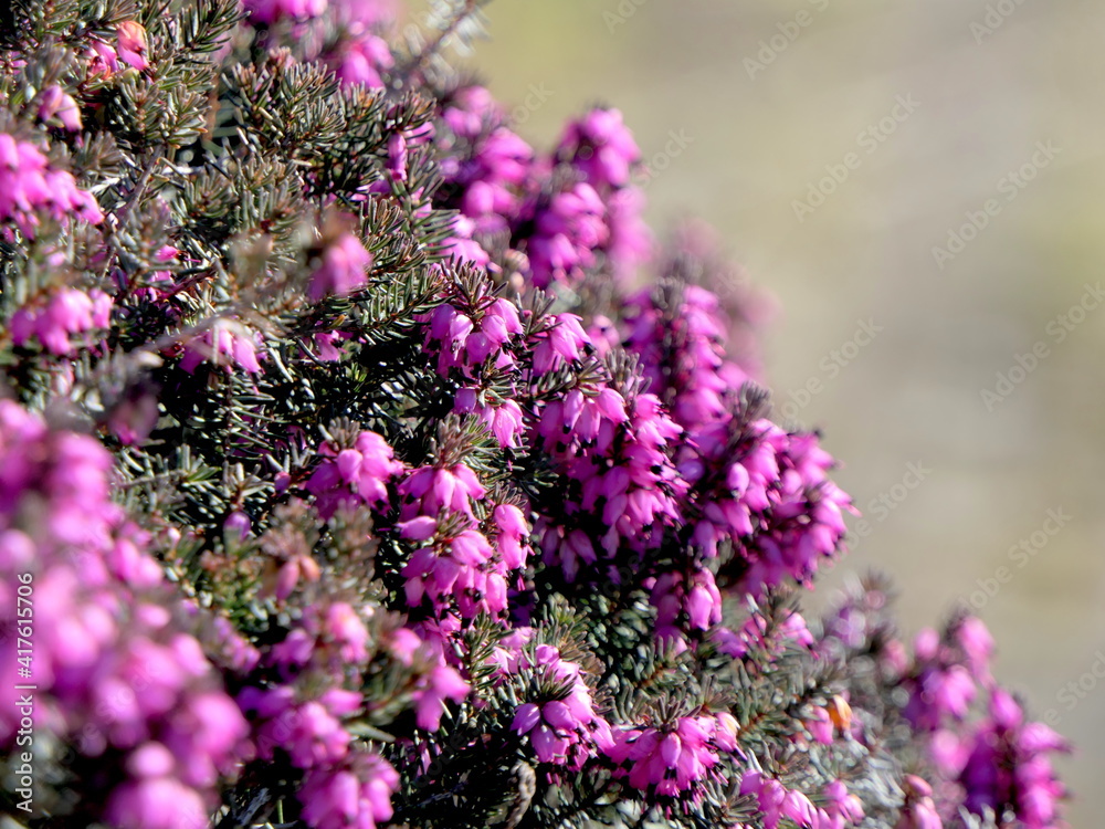 Fototapeta premium Besenheide in voller Blüte