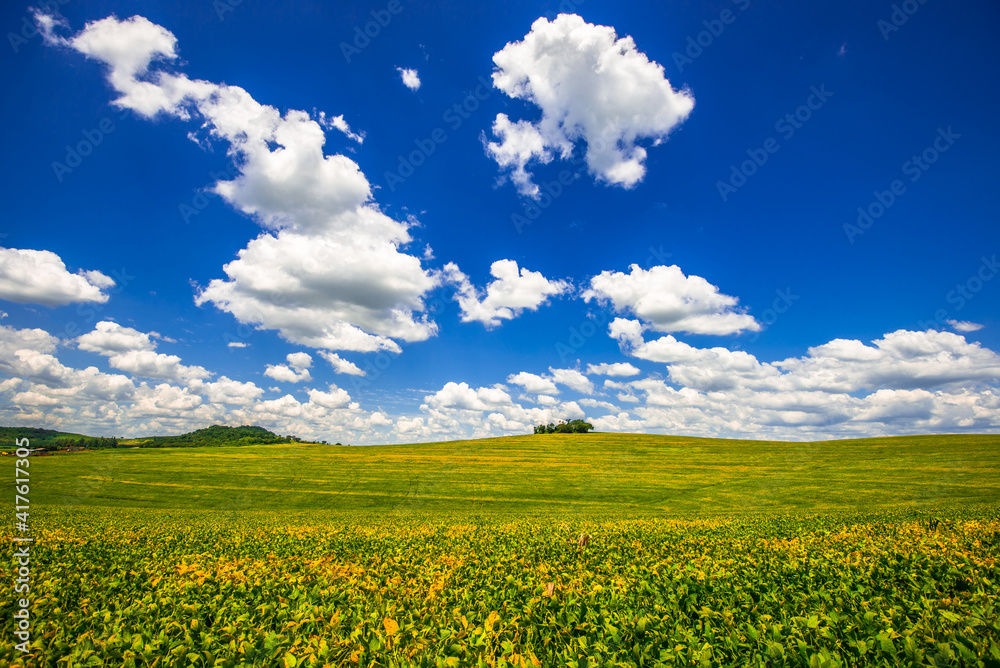 Obraz premium soy plantation, agriculture and development