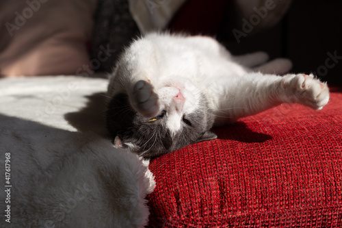 Beautiful white-gray cat looking silly while stretching on sofa under morning sunlight