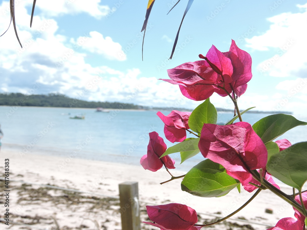 Flowers on the beach with slightly blurred background Flowers on the beach with slightly blurred background