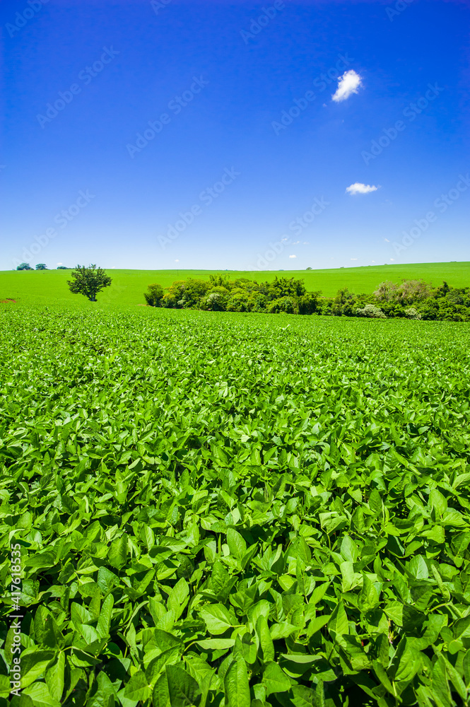 soy plantation, agriculture and development soy plantation, agriculture and development