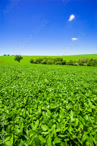 soy plantation, agriculture and development