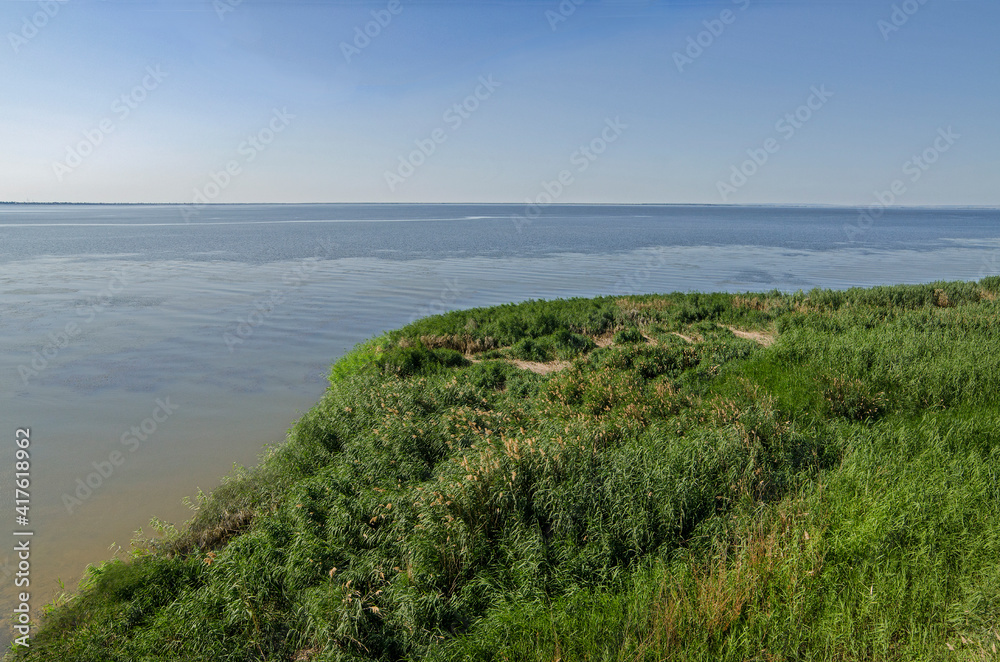 Thickets of reeds on the banks of the Volga