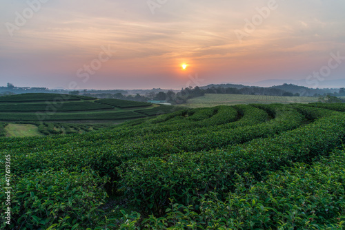 The tea plantations background   Tea plantations in morning light