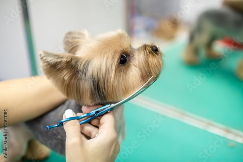 Beautiful Yorkshire Terrier dog getting groomed at salon. Professional cares for a dog in a specialized salon. Groomer's hands with scissors. Selective focus.