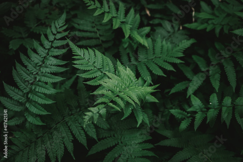 Flat lay of natural fern leaves in the forest with green vintage filter