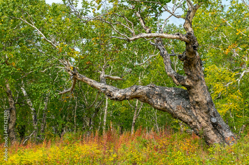 Kamchatka stone birch old tree