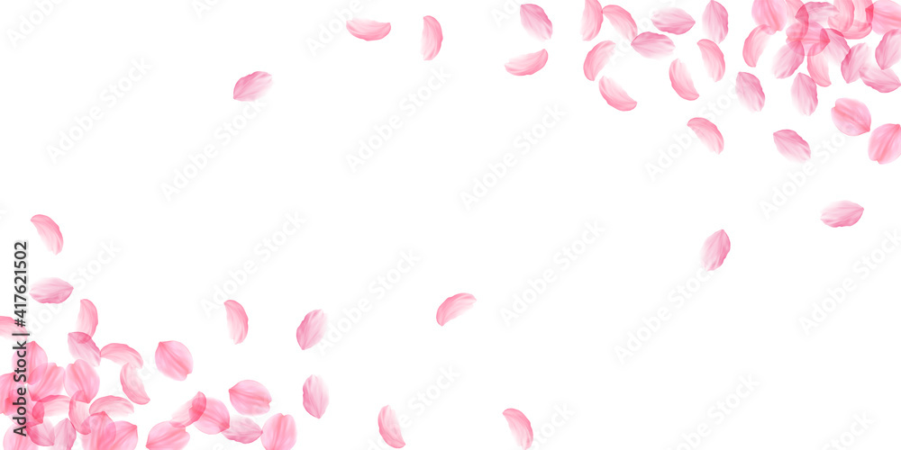 Sakura petals falling down. Romantic pink silky big flowers. Thick flying cherry petals. Wide corner