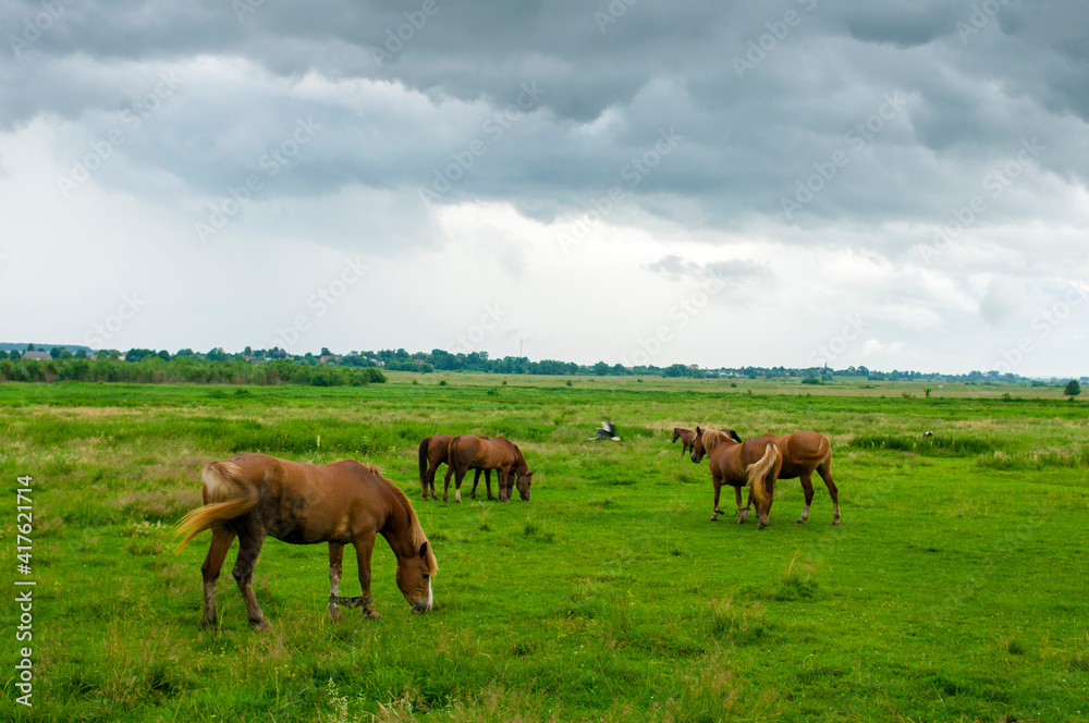 wild horse on a large meadow with beautiful scenery of blue sky and quiet at sunrise