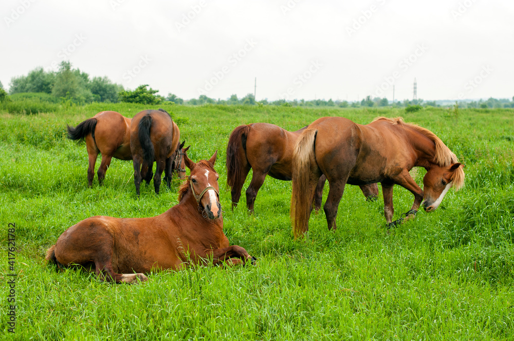 wild horse on a large meadow with beautiful scenery of blue sky and quiet at sunrise wild horse on a large meadow with beautiful scenery of blue sky and quiet at sunrise